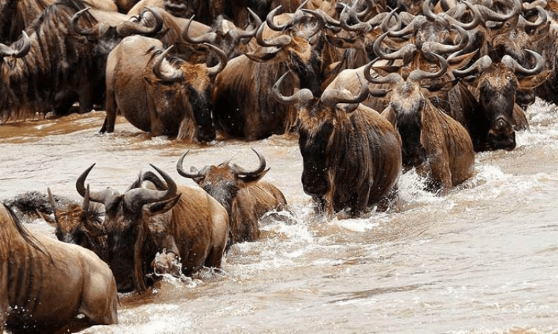The Great Migration